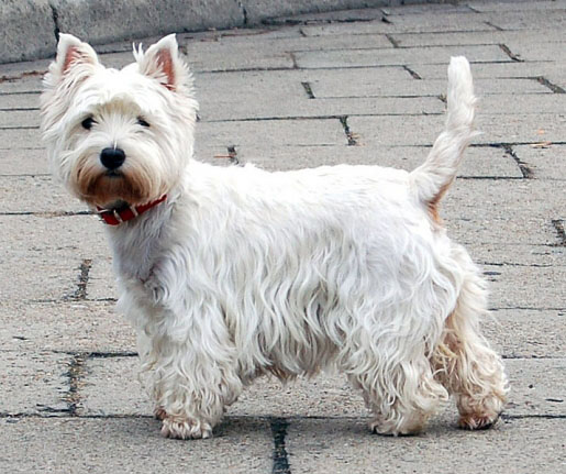 TERRIER ALB DIN VESTUL TARII DE SUS